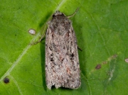 2135 Heath Rustic (Xestia agathina)