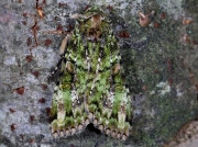 2138 Green Arches (Anaplectoides prasina)