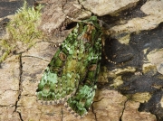 2138 Green Arches (Anaplectoides prasina)