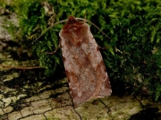 2139 Red Chestnut (Cerastis rubricosa)
