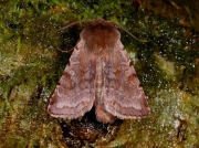 2139 Red Chestnut (Cerastis rubricosa)
