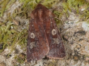 2140 White-marked (Cerastis leucographa)