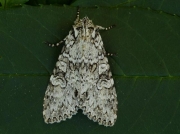 2150 Grey Arches (Polia nebulosa)