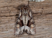 2157 Light Brocade (Lacanobia w-latinum)