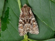 2158 Pale-shouldered Brocade (Lacanobia thalassina)