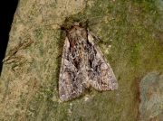 2158 Pale-shouldered Brocade (Lacanobia thalassina)