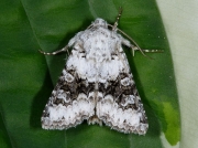 2164 Broad-barred White (Hecatera bicolorata)