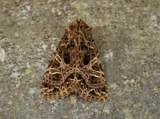 2166 The Campion (Hadena rivularis)