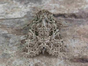 2167 Tawny Shears (Hadena perplexa)