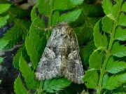 2169 Barrett's Marbled Coronet (Hadena luteago)