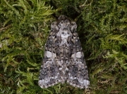2171 Marbled Coronet (Hadena confusa)