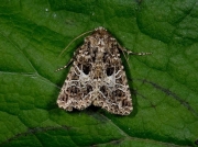 2173 The Lychnis (Hadena bicruris)