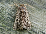 2178 Feathered Gothic (Tholera decimalis)