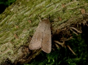 2182 Small Quaker (Orthosia cruda)
