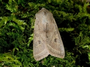 2186 Powdered Quaker (Orthosia gracilis)