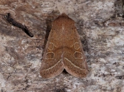 2187 Common Quaker (Orthosia cerasi)