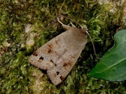 2189 Twin-spotted Quaker (Orthosia munda)