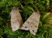 2189 Twin-spotted Quaker (Orthosia munda)