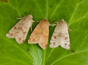 2189 Twin-spotted Quaker (Orthosia munda)