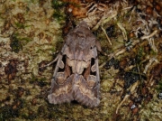 2190 Hebrew Character (Orthosia gothica)