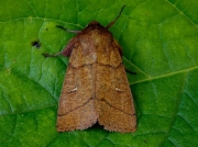 2191 Double Line (Mythimna turca)