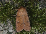 2191 Double Line (Mythimna turca)