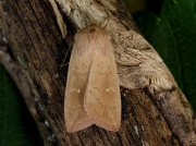 2193 The Clay (Mythimna ferrago)