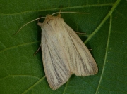 2196 Striped Wainscot (Mythimna pudorina)