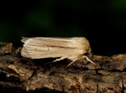 2198 Smoky Wainscot (Mythimna impura)
