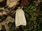 2198 Smoky Wainscot (Mythimna impura)