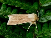 2199 Common Wainscot (Mythimna pallens)