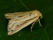 2202 L-album Wainscot (Mythimna l-album)