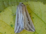 2202 L-album Wainscot (Mythimna l-album)