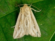2202 L-album Wainscot (Mythimna l-album)