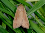 2203 White-speck (Mythimna unipuncta)