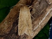 2203 White-speck (Mythimna unipuncta)