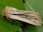 2205 Shoulder-striped Wainscot (Mythimna comma)
