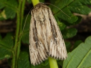 2206 Devonshire Wainscot (Mythimna putrescens)