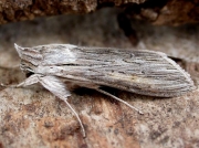 2216 The Shark (Cucullia umbratica)