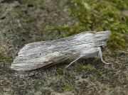 2216 The Shark (Cucullia umbratica)