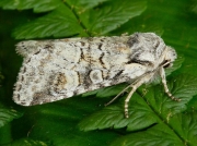 2225 Minor Shoulder-knot (Brachylomia viminalis)