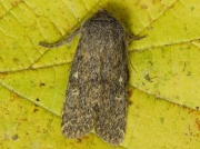 2229 Brindled Ochre (Dasypolia templi)