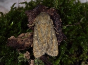 2229 Brindled Ochre (Dasypolia templi)
