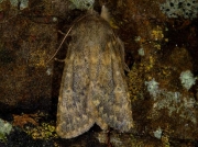 2229 Brindled Ochre (Dasypolia templi)