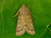 2229 Brindled Ochre (Dasypolia templi)