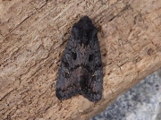 2232 Black Rustic (Aporophyla nigra)