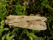 2236 Pale Pinion (Lithophane hepatica)