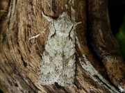 2237 Grey Shoulder-knot (Lithophane ornitopus)