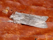 2240 Blair's Shoulder-knot (Lithophane leautieri)