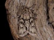 2243 Early Grey (Xylocampa areola)